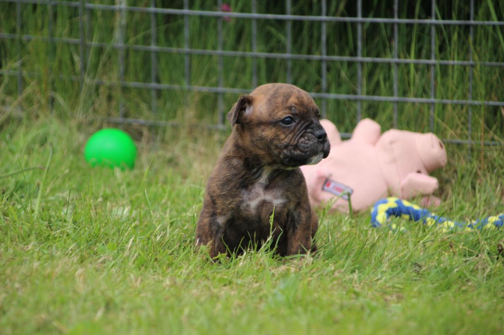 Des sources sacrees - Chiots disponibles - Bulldog continental