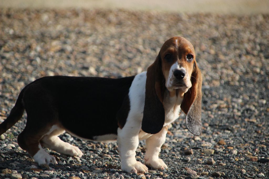 Des sources sacrees - Chiots disponibles - Basset Hound
