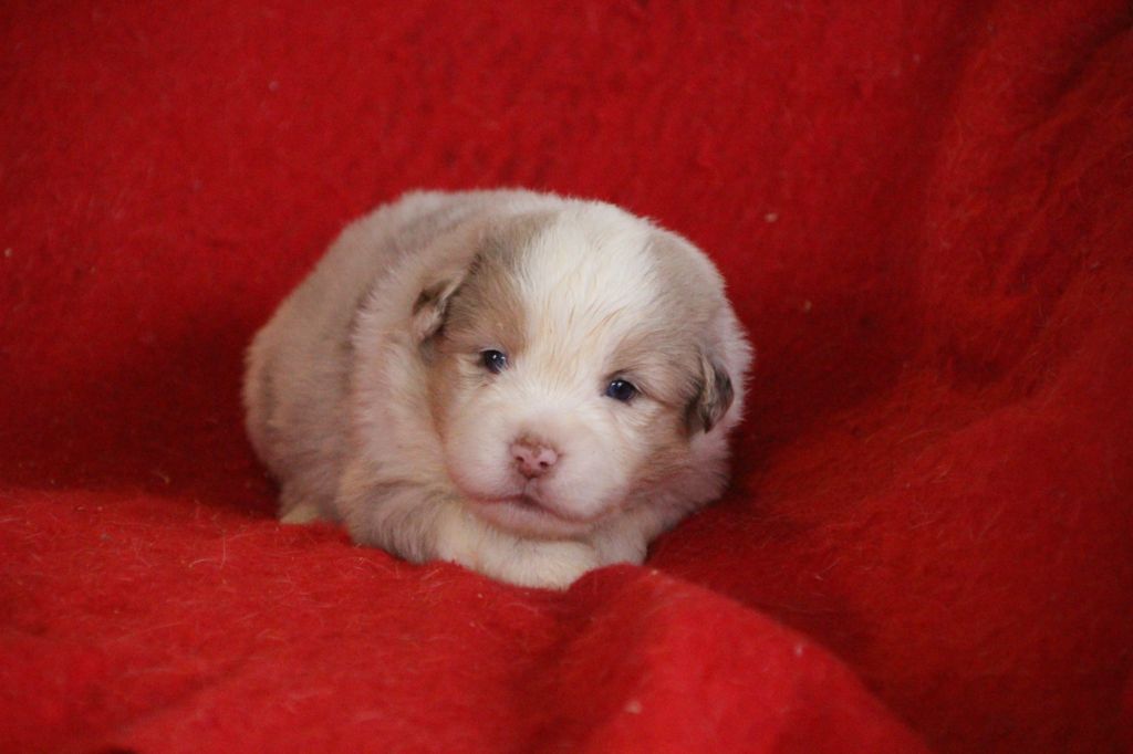 Des sources sacrees - Chiots disponibles - Berger Américain Miniature 