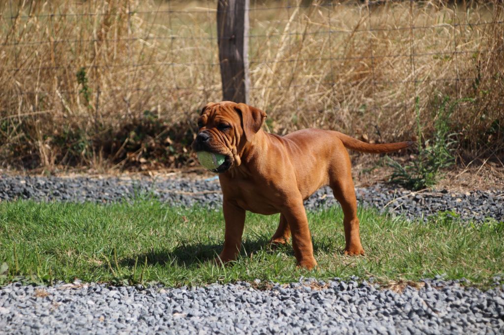 Chiot Bulldog continental Des sources sacrees