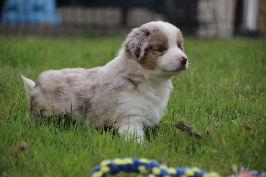 Chiot Berger Américain Miniature  Des sources sacrees