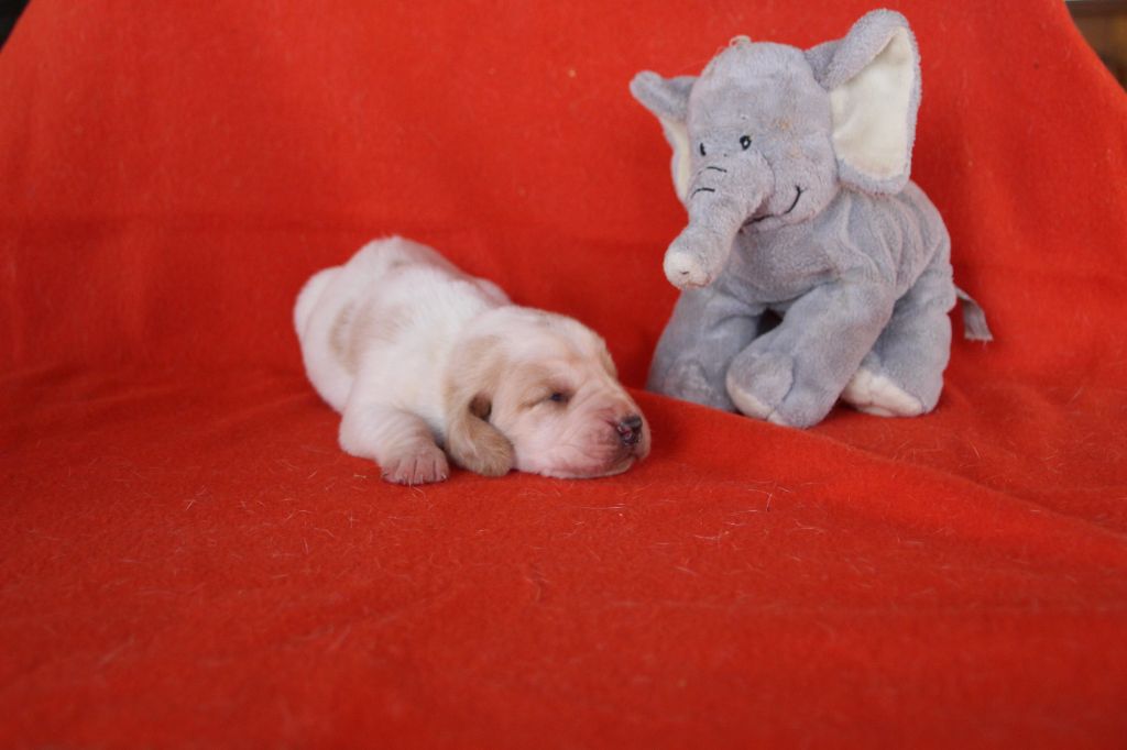 Des sources sacrees - Chiots disponibles - Basset Hound
