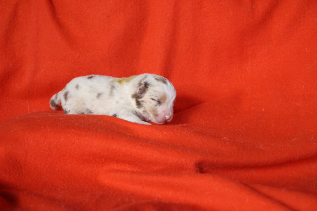 Des sources sacrees - Chiots disponibles - Berger Américain Miniature 