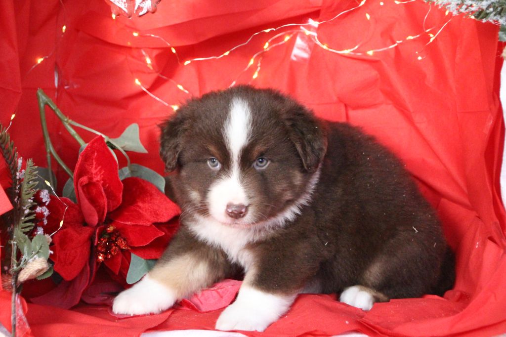 Des sources sacrees - Chiots disponibles - Berger Américain Miniature 