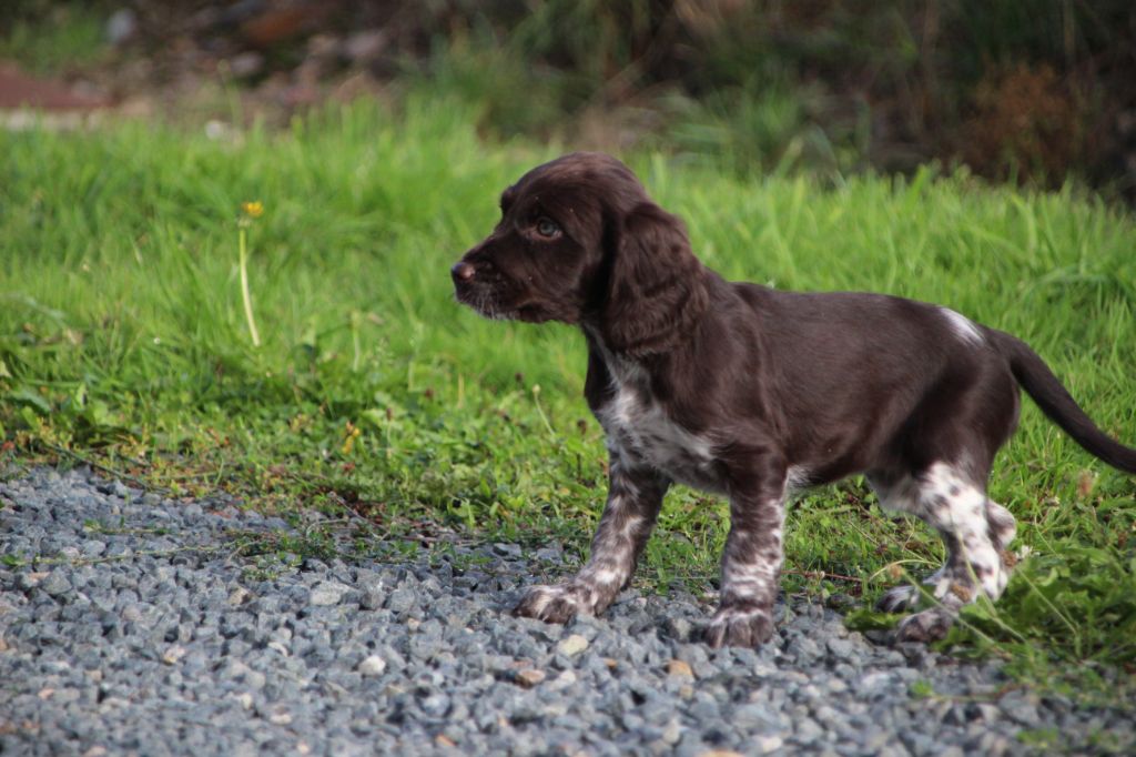 Des sources sacrees - Chiots disponibles - Chien d'Oysel allemand