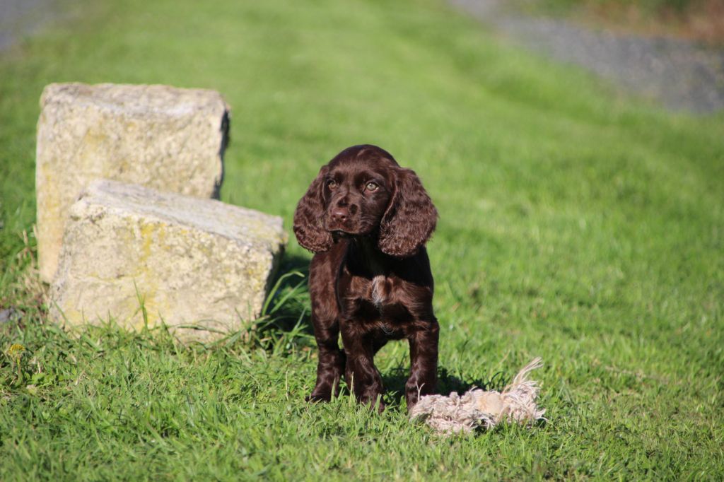Des sources sacrees - Chiots disponibles - Chien d'Oysel allemand