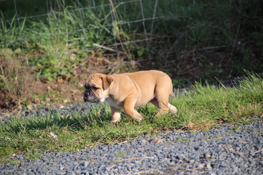 Des sources sacrees - Chiots disponibles - Bulldog continental