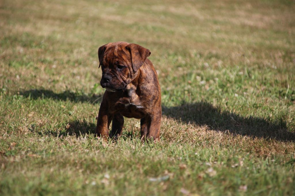 Des sources sacrees - Chiots disponibles - Bulldog continental