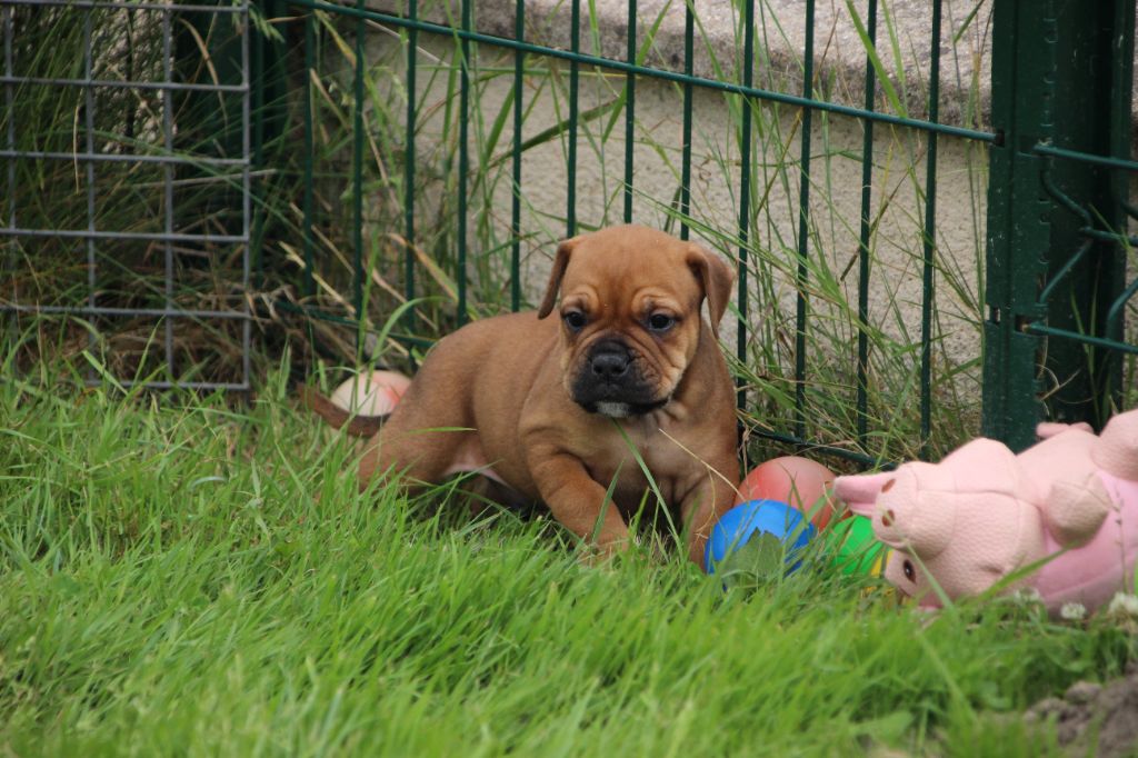 Des sources sacrees - Chiots disponibles - Bulldog continental