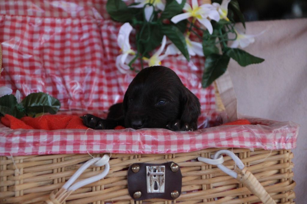 Des sources sacrees - Chiots disponibles - Chien d'Oysel allemand