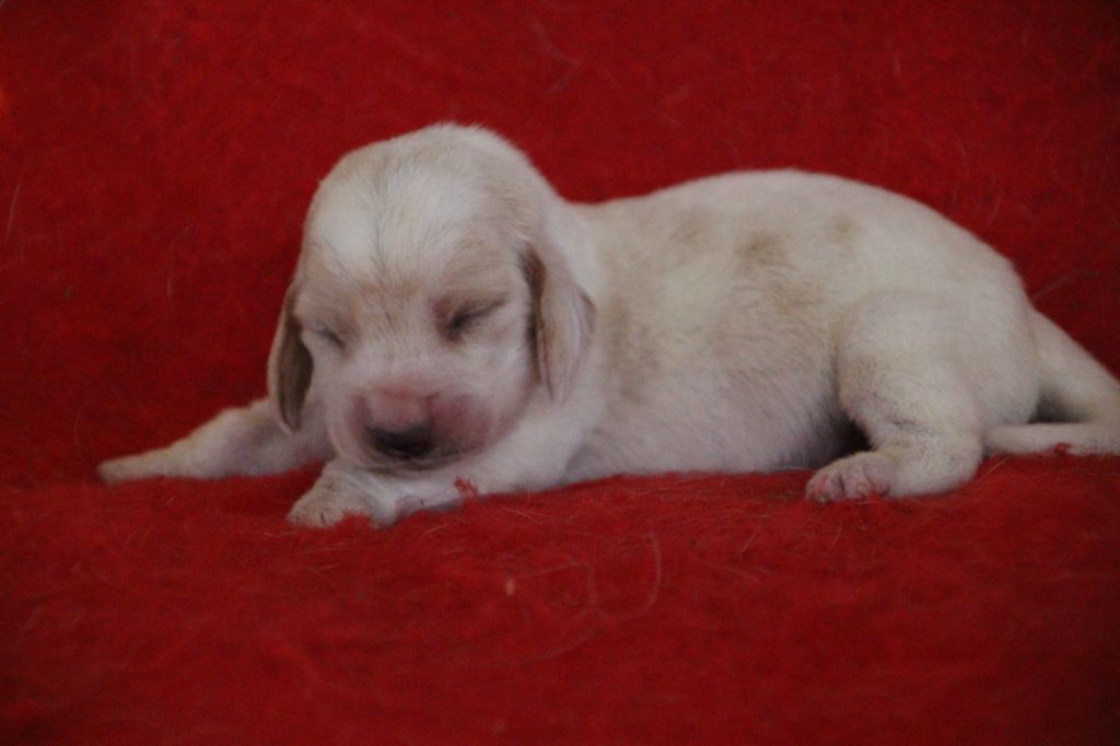 Chiot Basset Hound Des sources sacrees