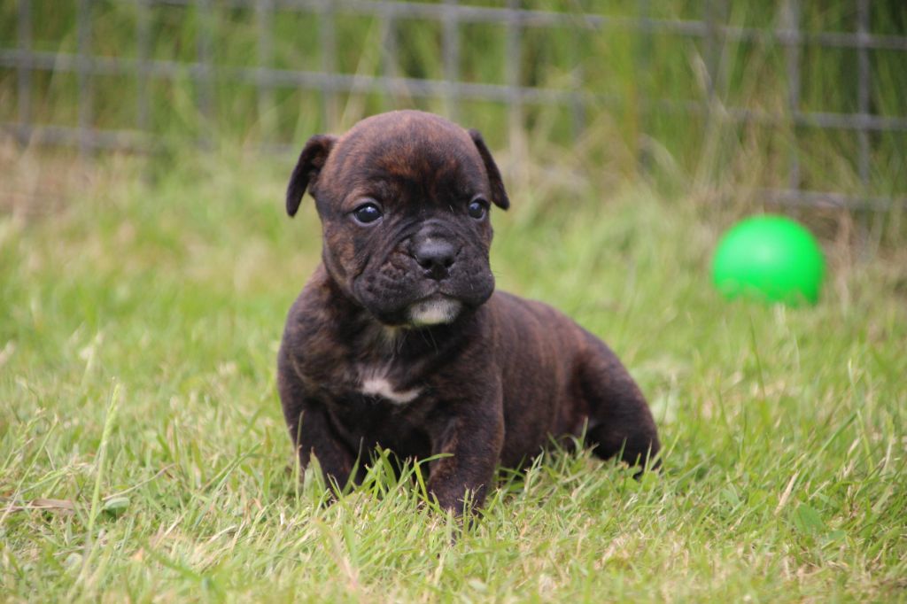 Des sources sacrees - Chiots disponibles - Bulldog continental