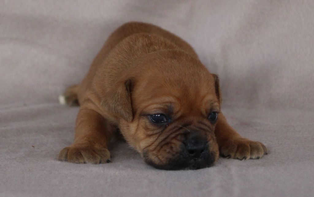 Des sources sacrees - Chiots disponibles - Bulldog continental