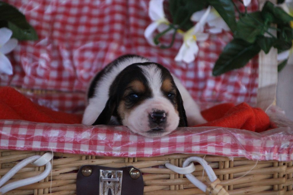 Des sources sacrees - Chiots disponibles - Basset Hound