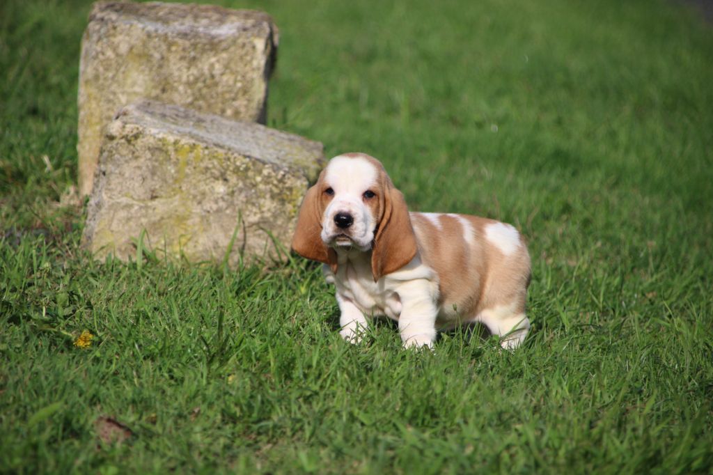 Des sources sacrees - Chiots disponibles - Basset Hound