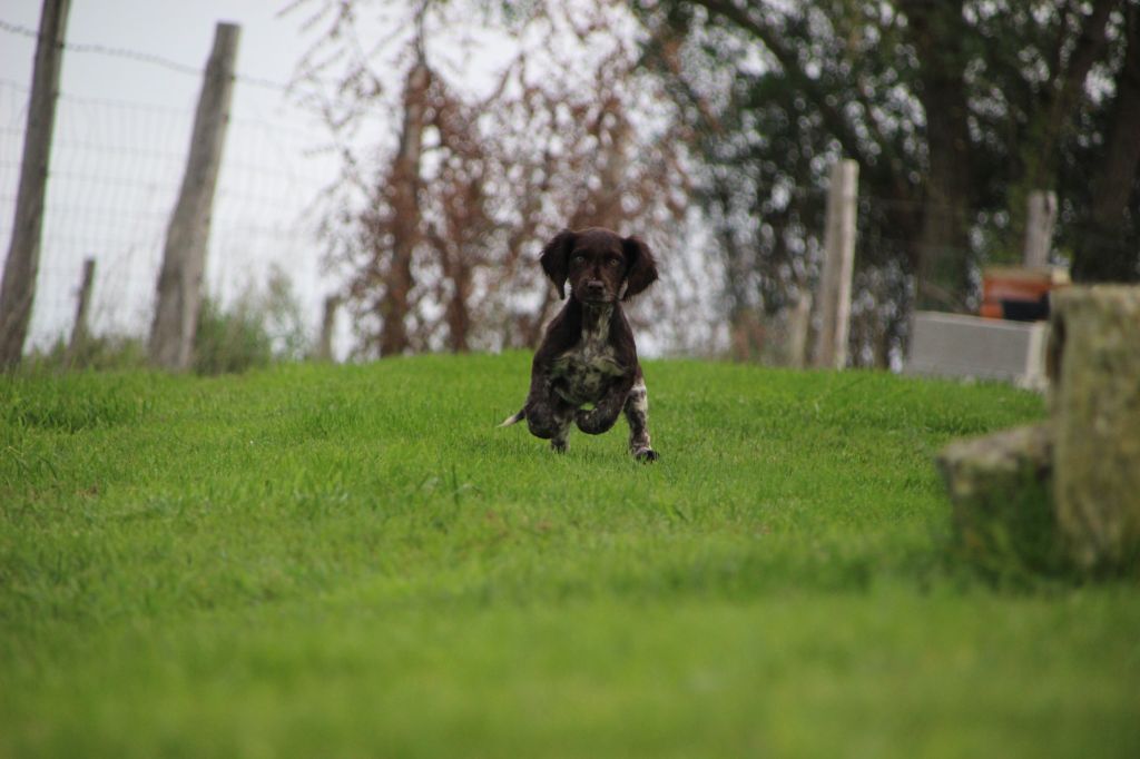 Des sources sacrees - Chiots disponibles - Chien d'Oysel allemand