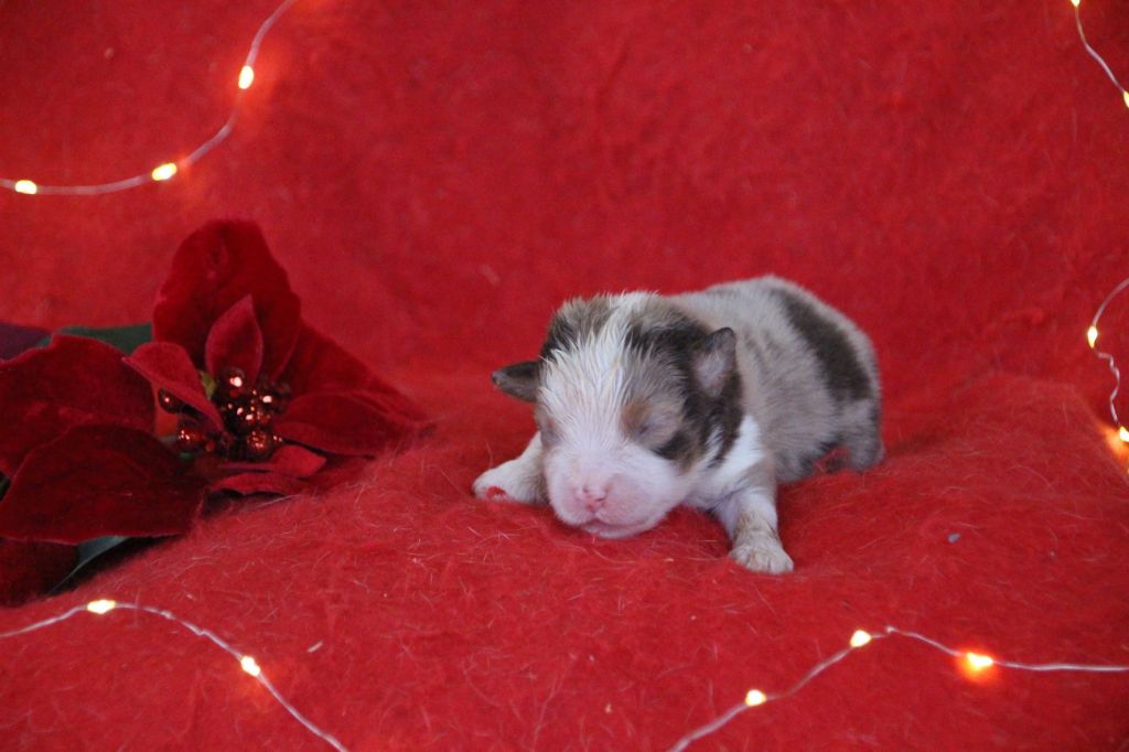 Des sources sacrees - Chiots disponibles - Berger Américain Miniature 