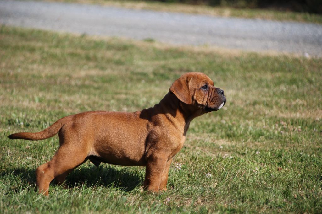 Des sources sacrees - Chiots disponibles - Bulldog continental