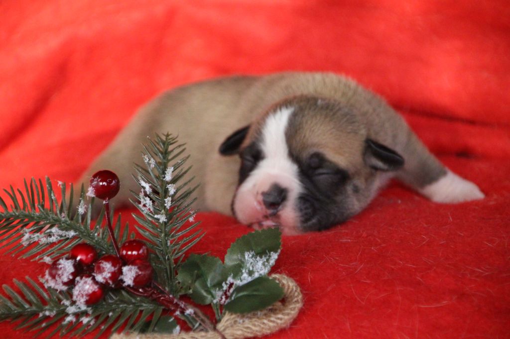 Chiot Bulldog continental Des sources sacrees