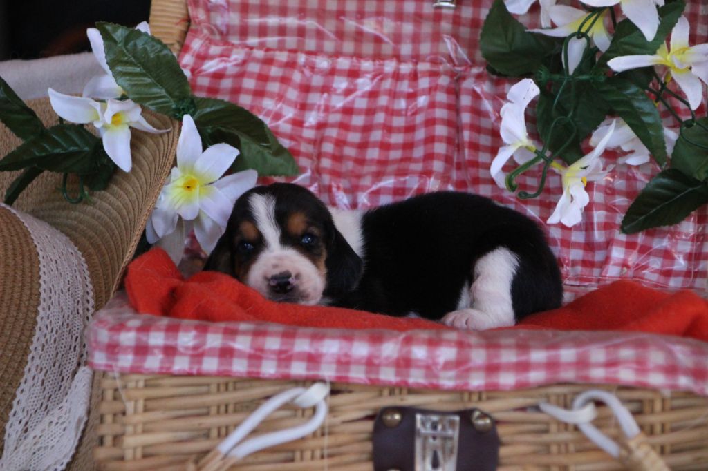 Des sources sacrees - Chiots disponibles - Basset Hound