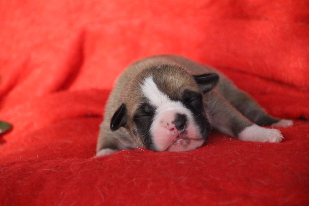Des sources sacrees - Chiots disponibles - Bulldog continental