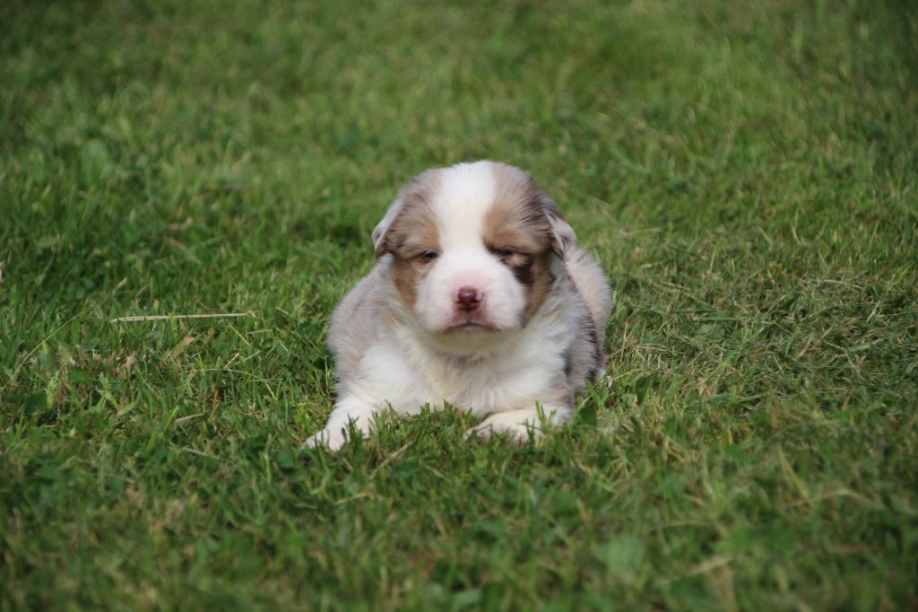 Des sources sacrees - Chiots disponibles - Berger Américain Miniature 