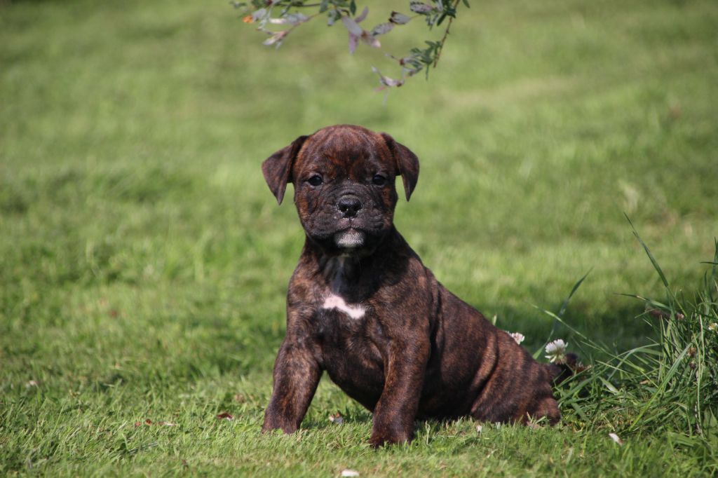 Des sources sacrees - Chiots disponibles - Bulldog continental