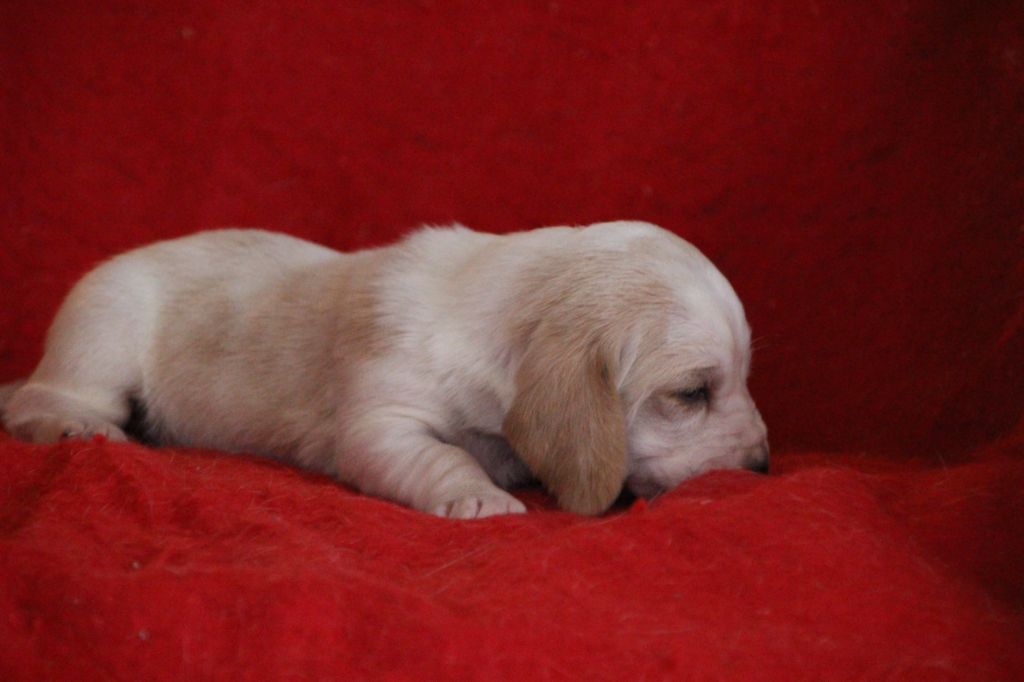 Des sources sacrees - Chiots disponibles - Basset Hound