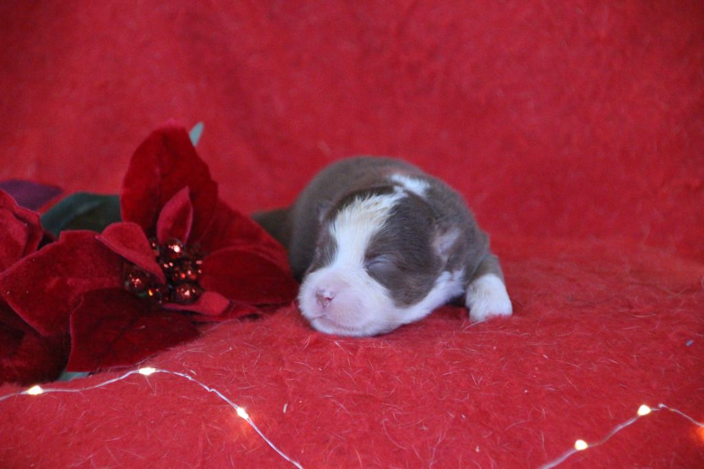 Des sources sacrees - Chiots disponibles - Berger Américain Miniature 