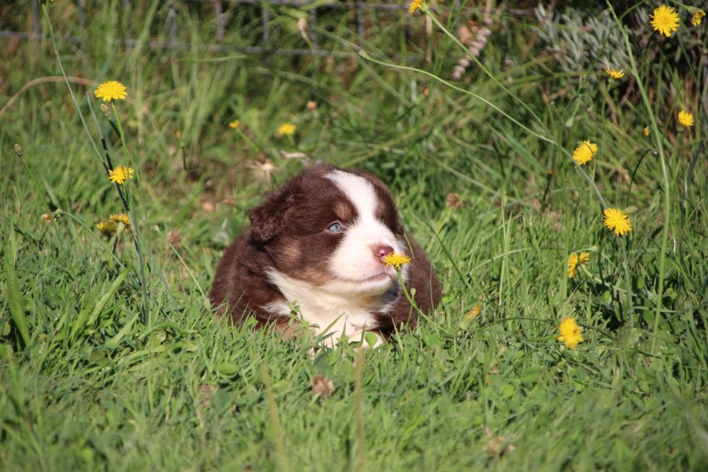 Des sources sacrees - Chiots disponibles - Berger Américain Miniature 