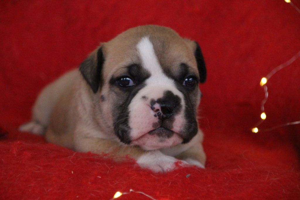 Des sources sacrees - Chiots disponibles - Bulldog continental