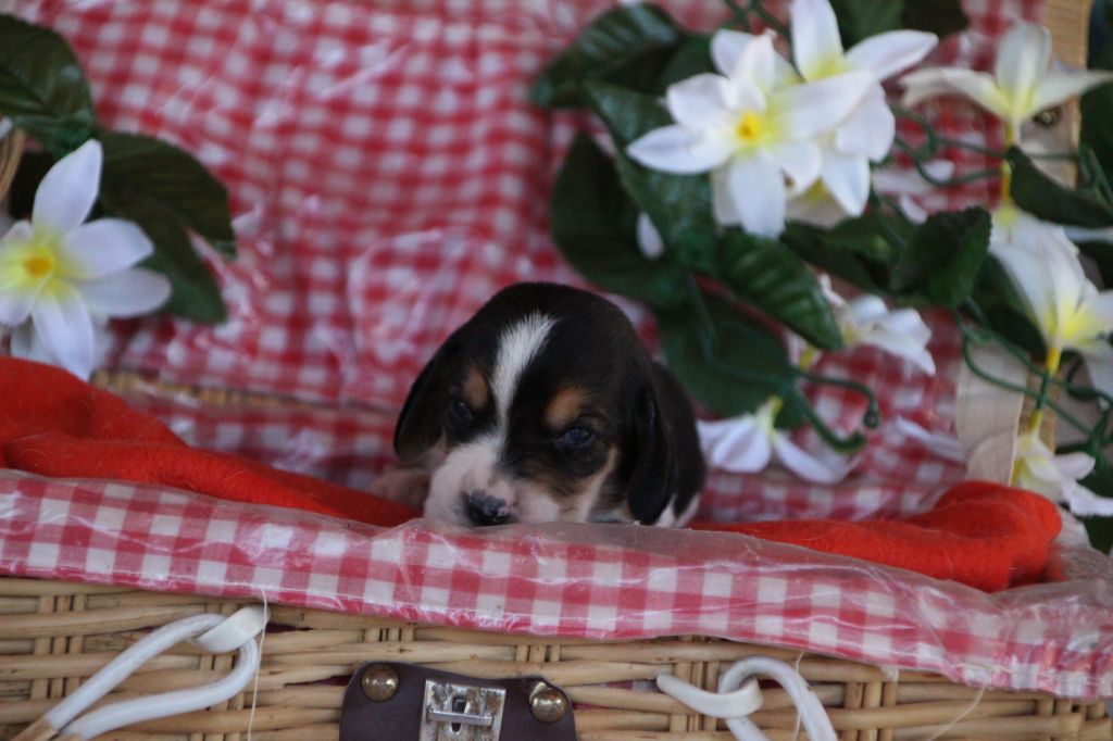 Des sources sacrees - Chiots disponibles - Basset Hound
