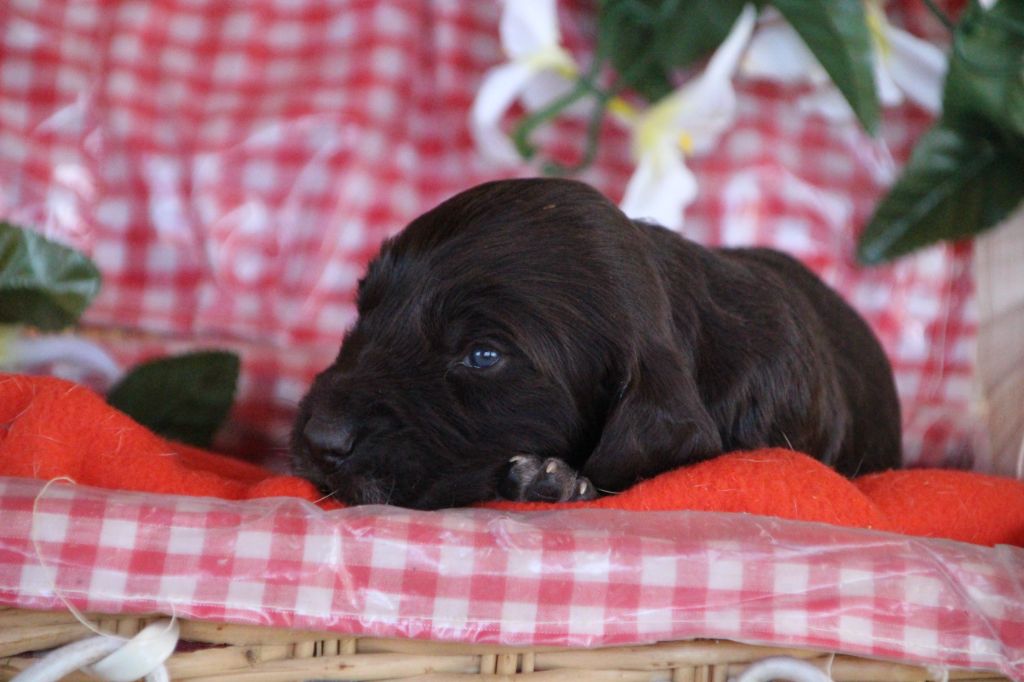 Des sources sacrees - Chiots disponibles - Chien d'Oysel allemand