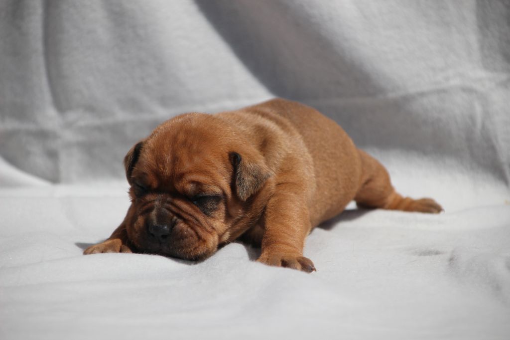 Des sources sacrees - Chiots disponibles - Bulldog continental