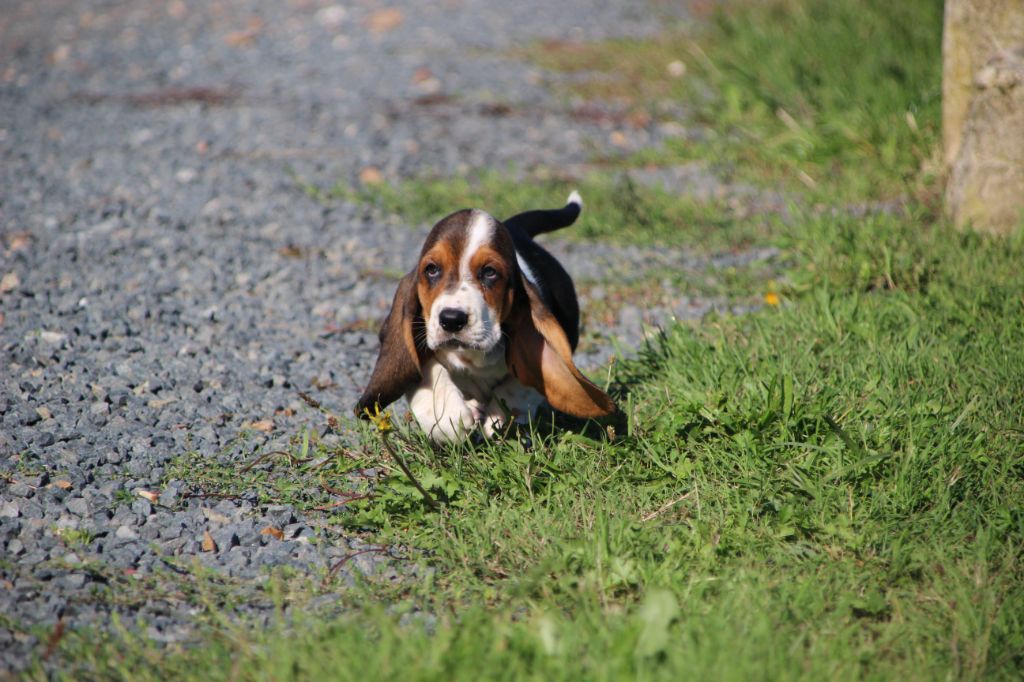 Des sources sacrees - Chiots disponibles - Basset Hound
