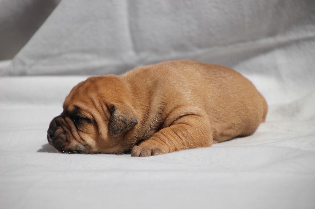 Des sources sacrees - Chiots disponibles - Bulldog continental