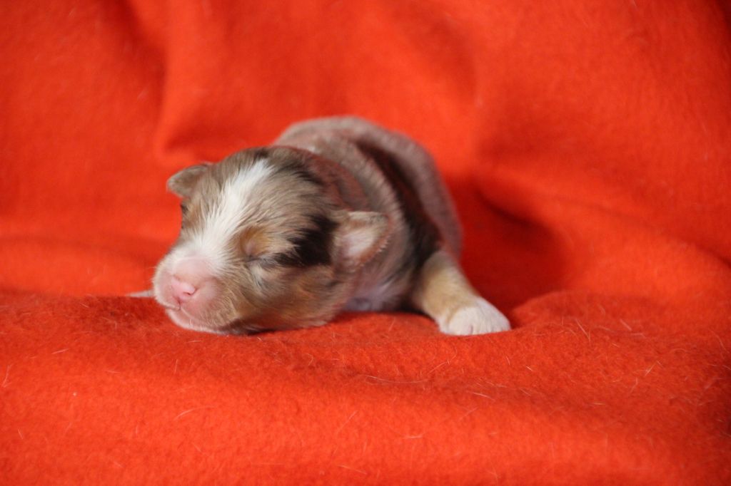 Des sources sacrees - Chiots disponibles - Berger Américain Miniature 