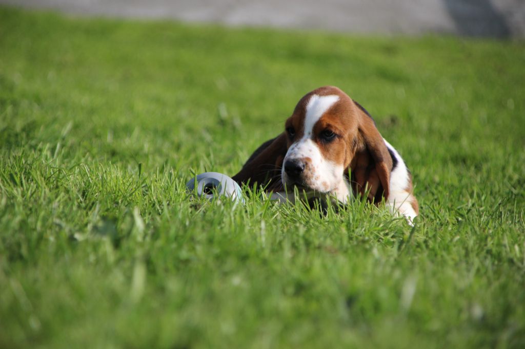 Des sources sacrees - Chiots disponibles - Basset Hound