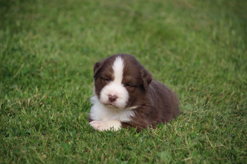 Des sources sacrees - Chiots disponibles - Berger Américain Miniature 