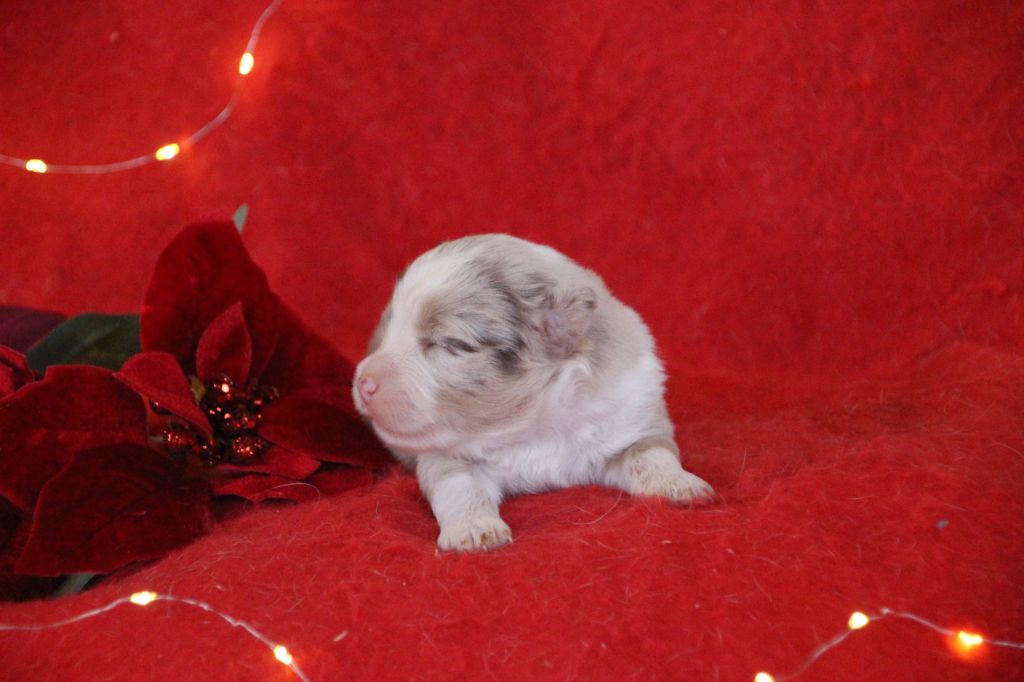 Des sources sacrees - Chiots disponibles - Berger Américain Miniature 