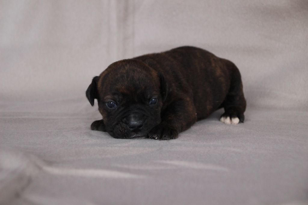 Des sources sacrees - Chiots disponibles - Bulldog continental