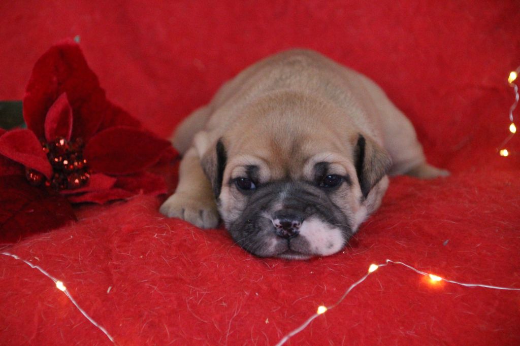 Des sources sacrees - Chiots disponibles - Bulldog continental