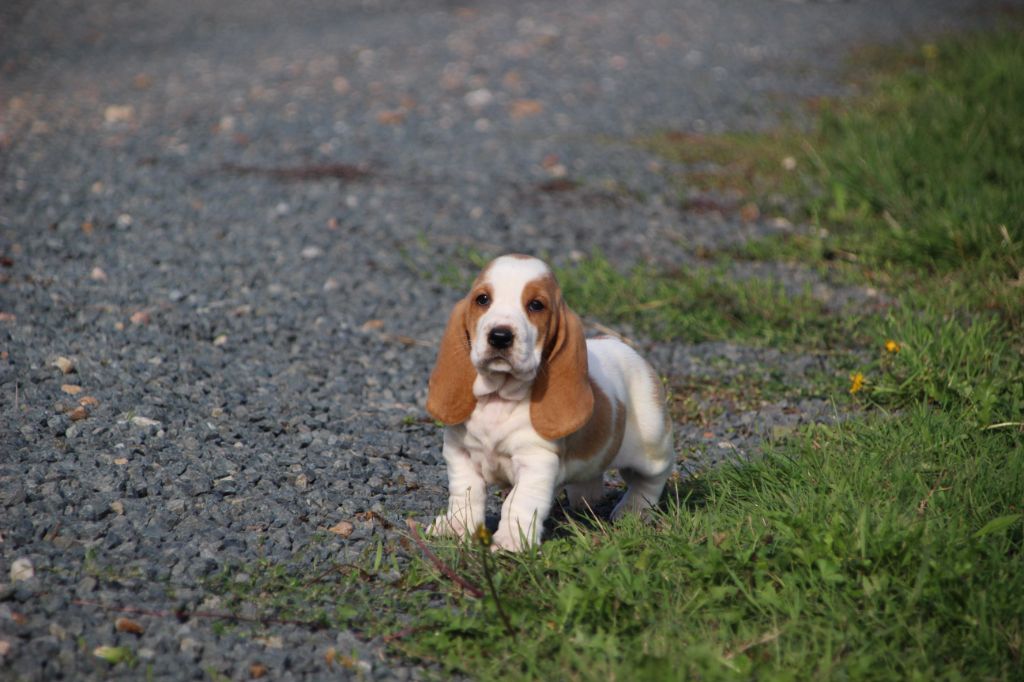 Des sources sacrees - Chiots disponibles - Basset Hound