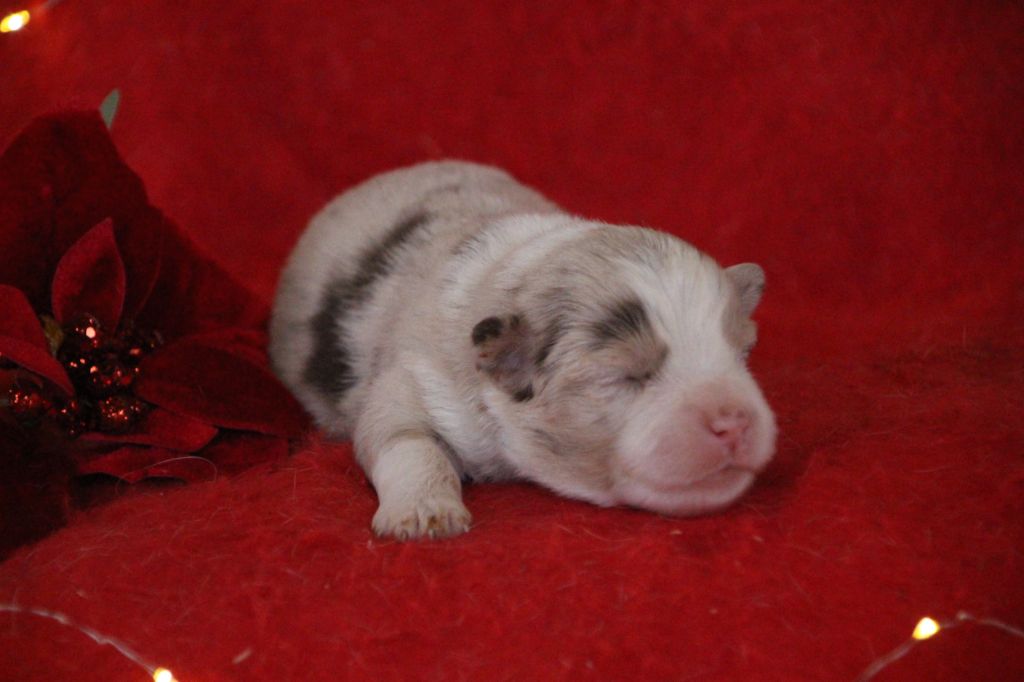 Chiot Berger Américain Miniature  Des sources sacrees