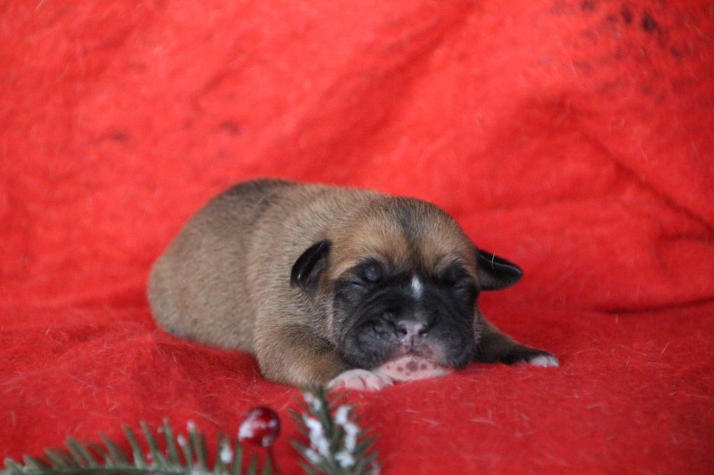 Des sources sacrees - Chiots disponibles - Bulldog continental