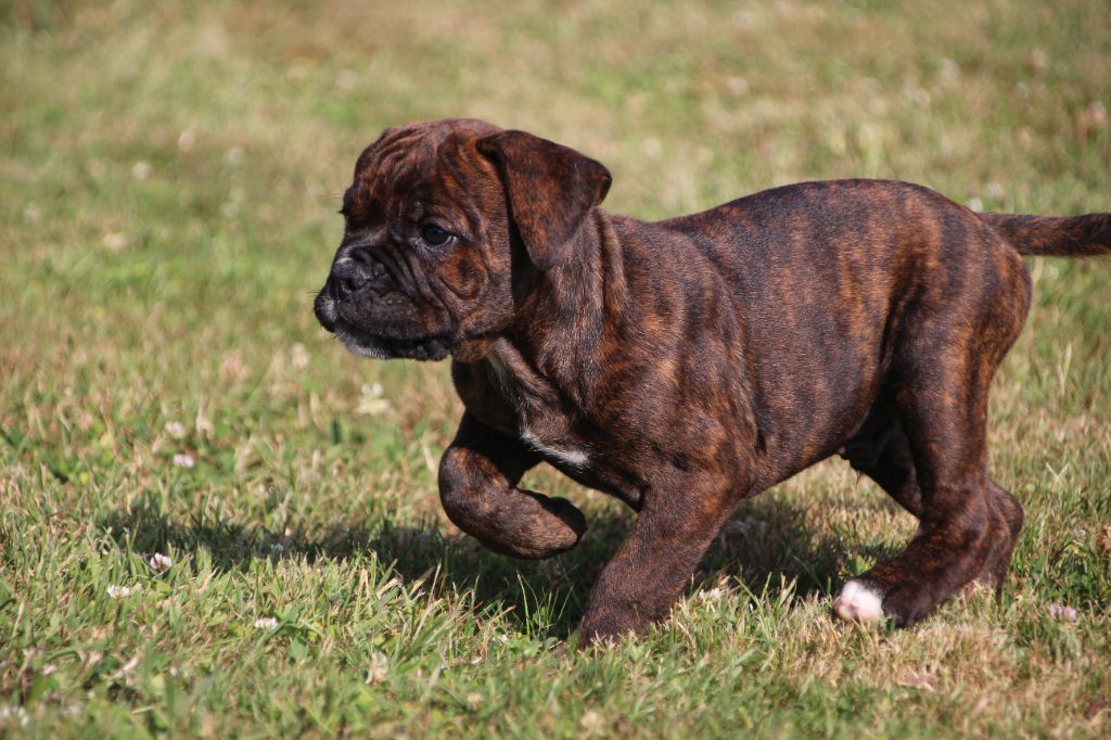Des sources sacrees - Chiots disponibles - Bulldog continental