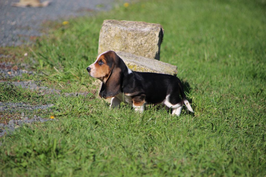 Des sources sacrees - Chiots disponibles - Basset Hound