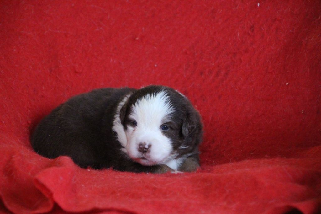 Des sources sacrees - Chiots disponibles - Berger Américain Miniature 