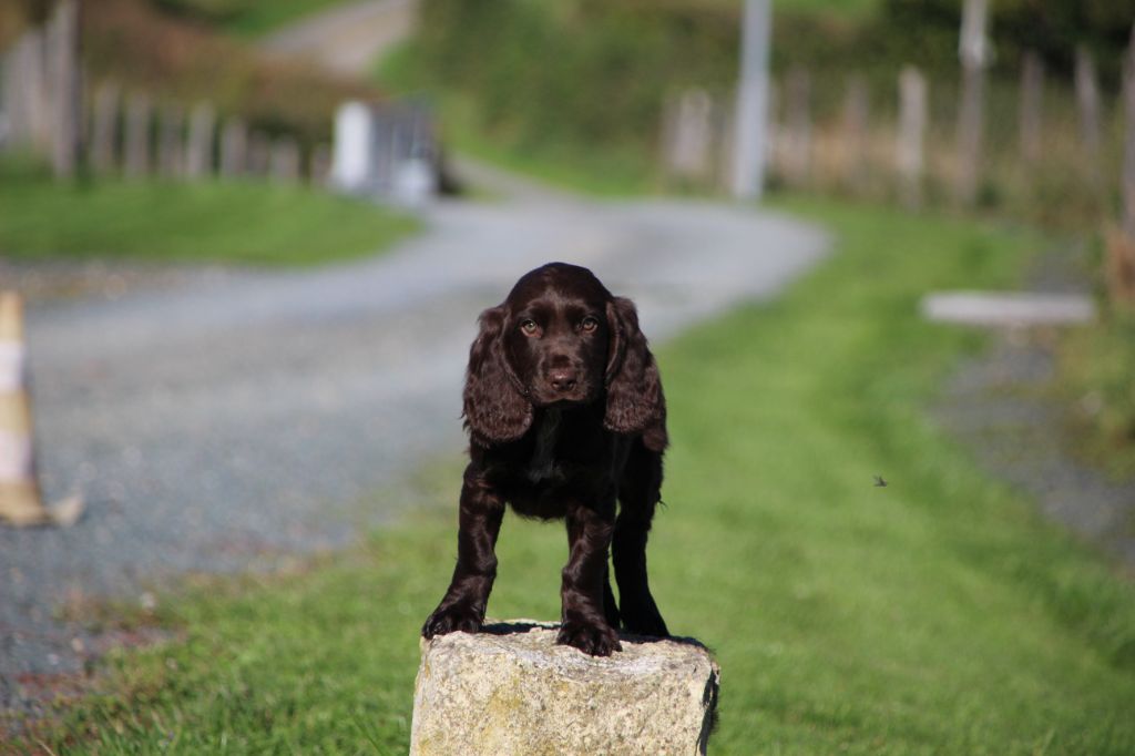 Des sources sacrees - Chiots disponibles - Chien d'Oysel allemand