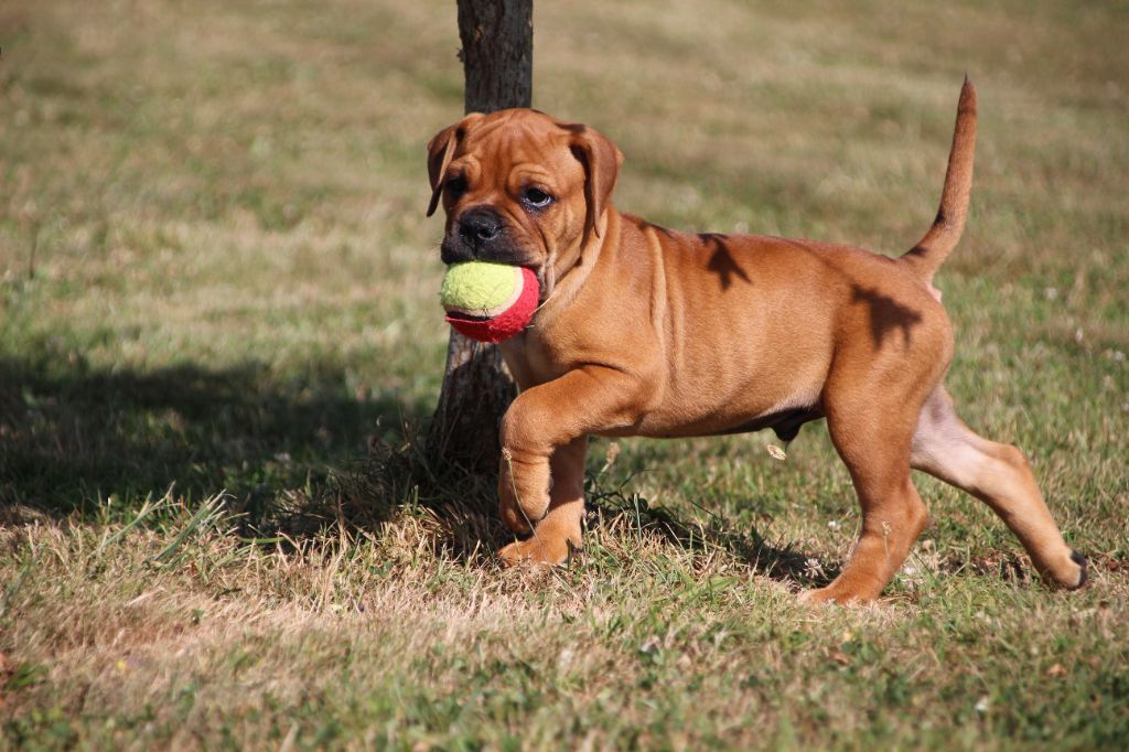 Des sources sacrees - Chiots disponibles - Bulldog continental